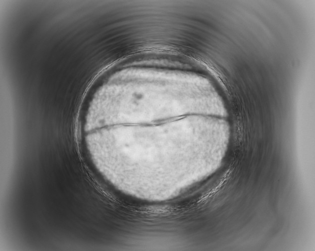 X0000095931125200802081211