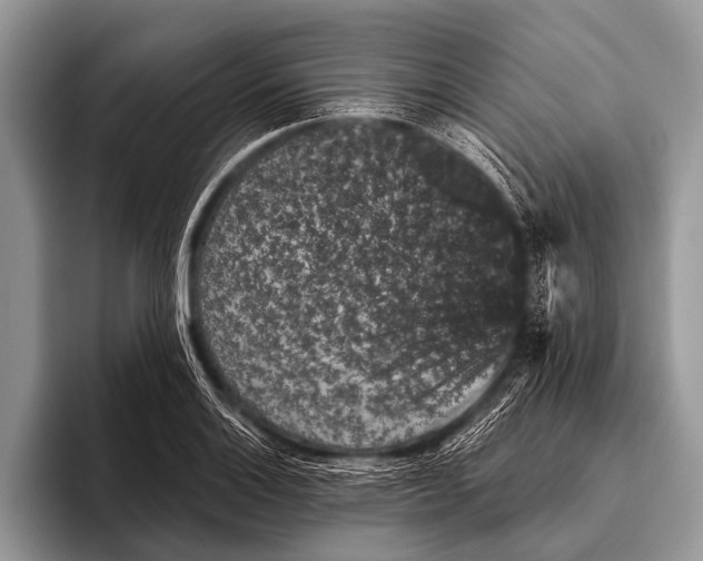 X0000095931132200802081211
