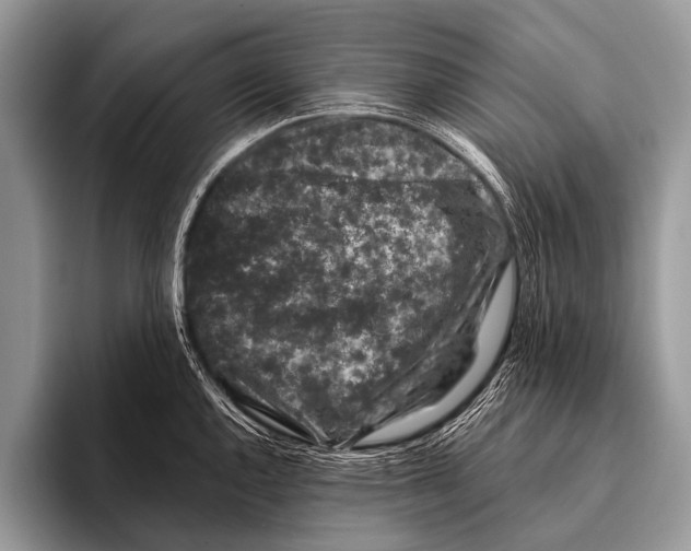 X0000095931144200802081211