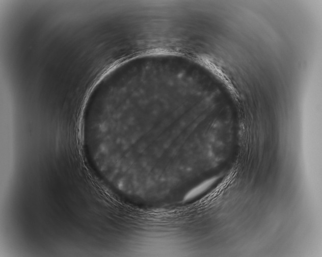 X0000095931173200802081210