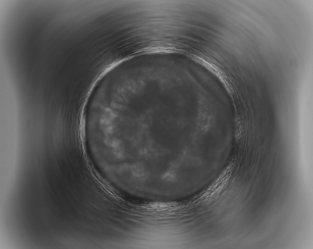 X0000095931179200802081210