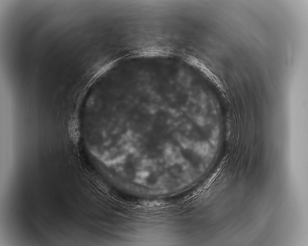 X0000095931213200802081210