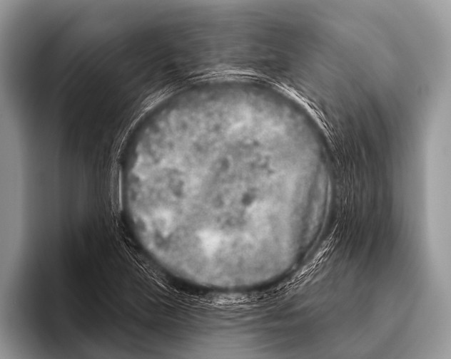 X0000095931219200802081210