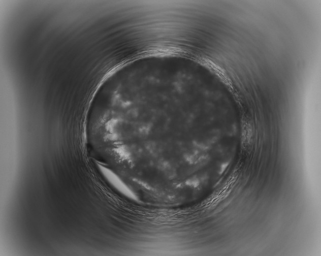 X0000095931226200802081210