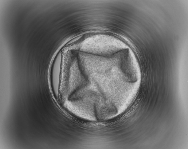 X0000095931243200802081210