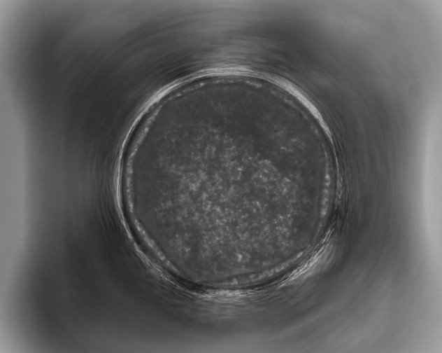 X0000095931245200802081210