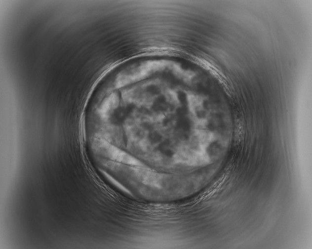 X0000095931275200802081209