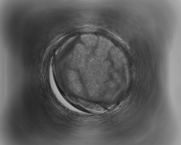 X0000095931448200802081207