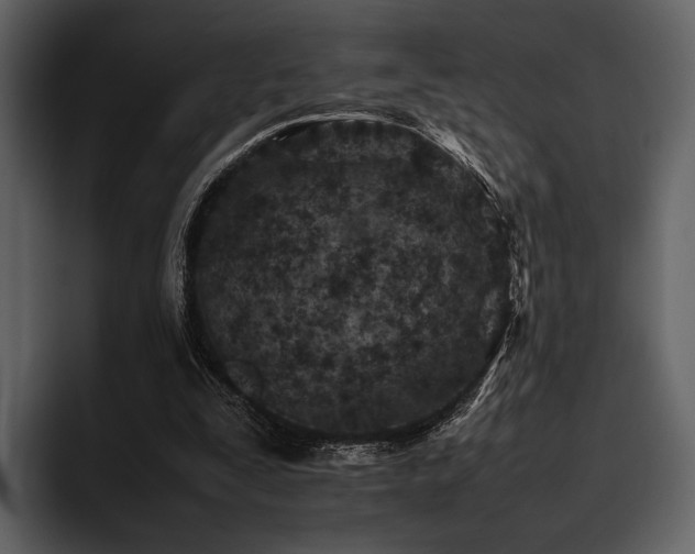 X0000095940295200801111335