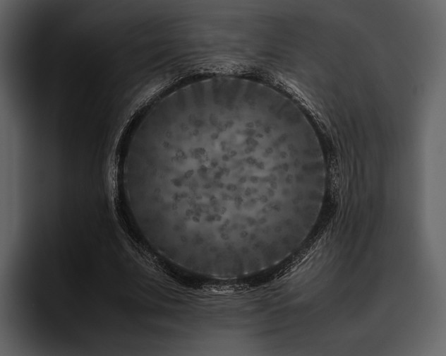 X0000095940679200801111330