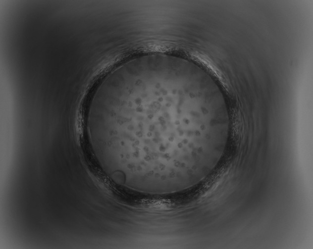 X0000095940683200801111330