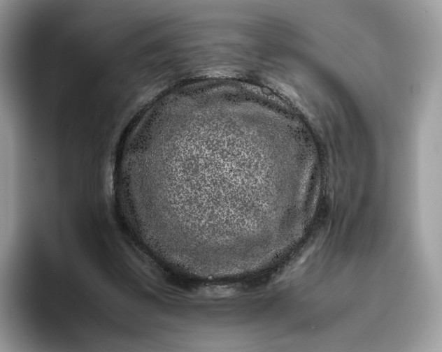 X0000095940299200801251115