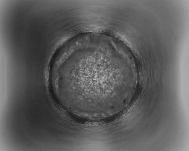 X0000095940679200801251110