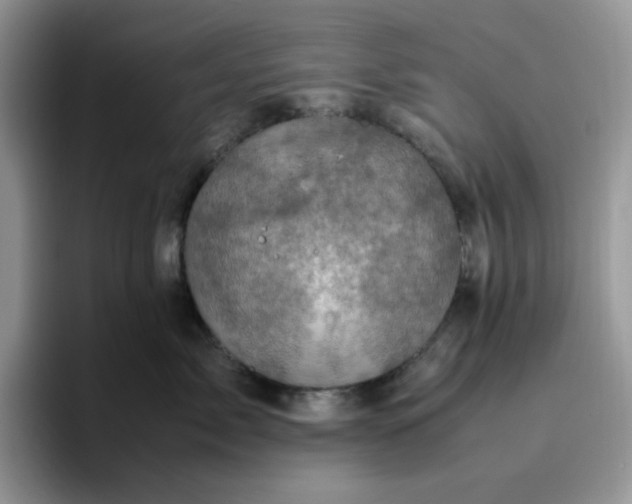 X0000095940717200801251110