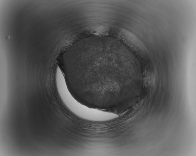 X0000095940748200801251109