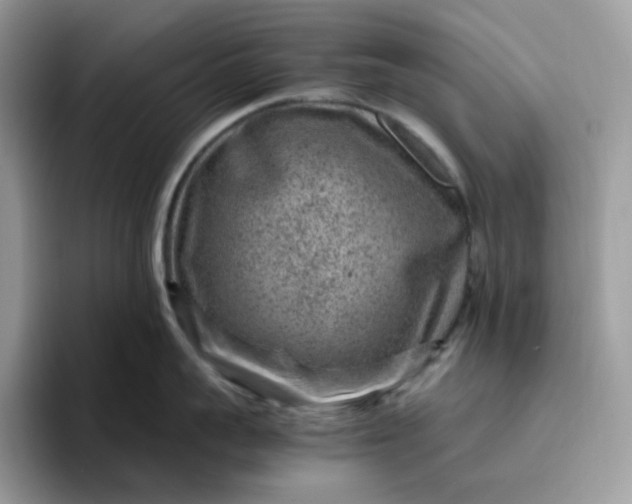X0000095940959200801251107