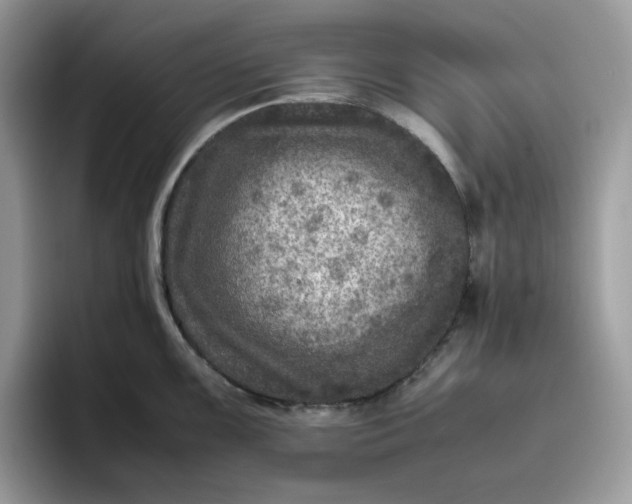 X0000095941099200801251105