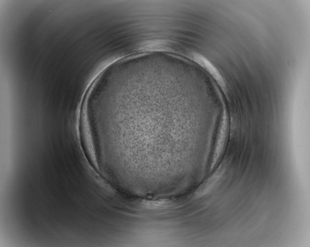 X0000095941386200801251101