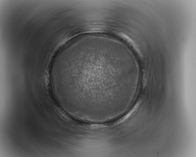 X0000095941449200801251100