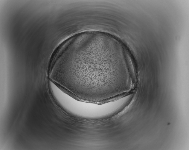 X0000095941505200801251059