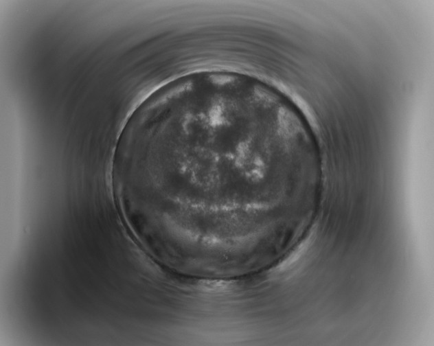 X0000095941529200801251100