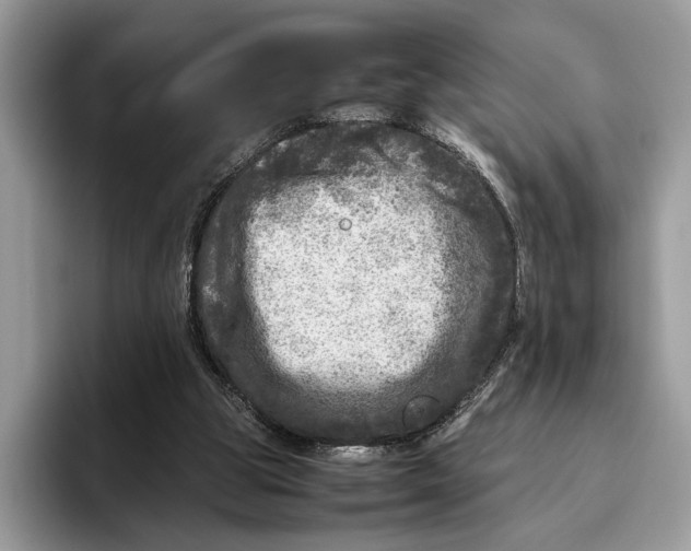 X0000095940153200802011048