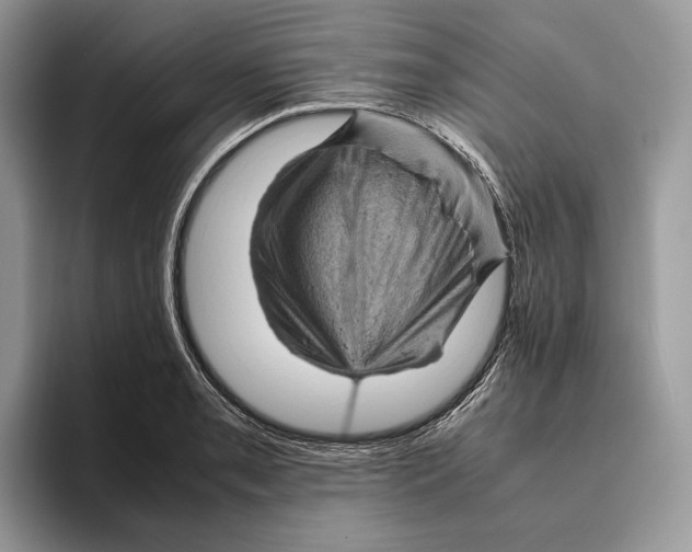 X0000095941085200802011036