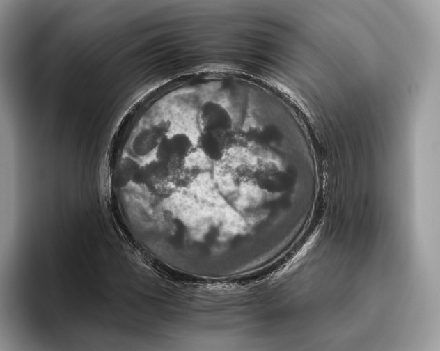 X0000095941117200802011036