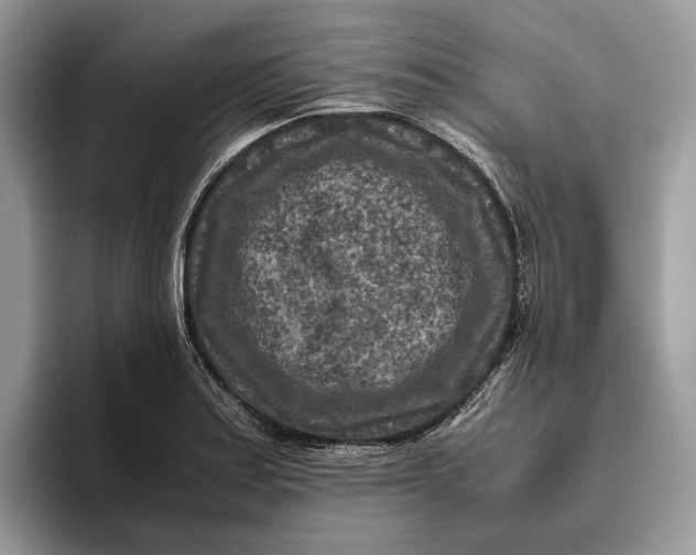 X0000095941179200802011035