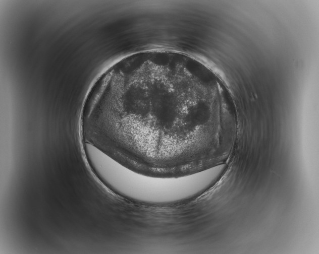 X0000095941239200802011035