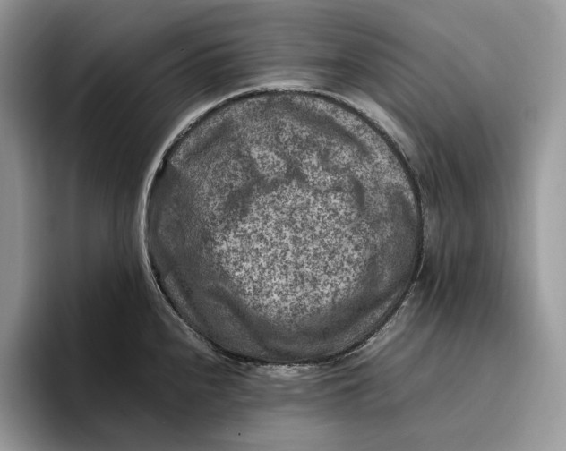 X0000095941240200802011035