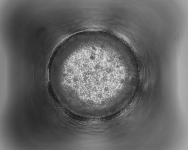 X0000095941267200802011034