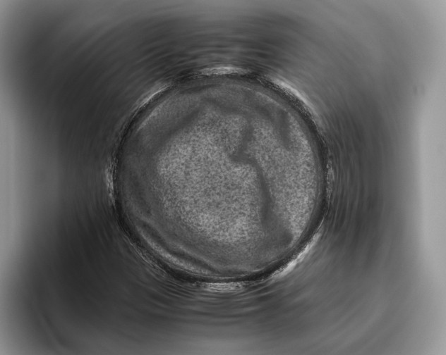 X0000095941305200802011033