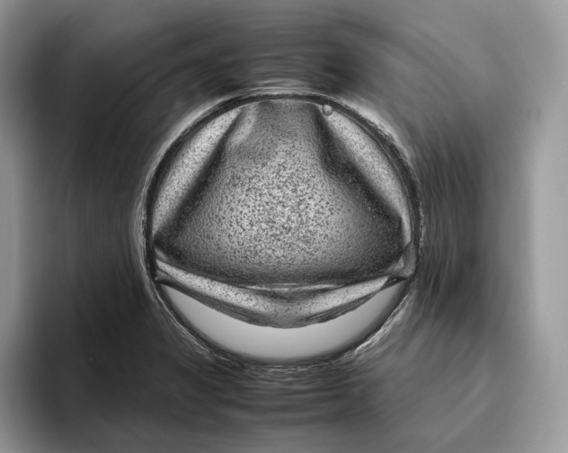 X0000095941325200802011033