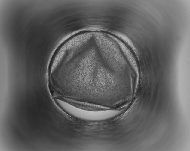 X0000095941335200802011033