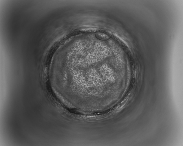 X0000095941351200802011033