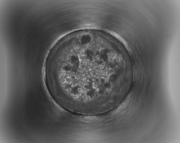 X0000095941383200802011032