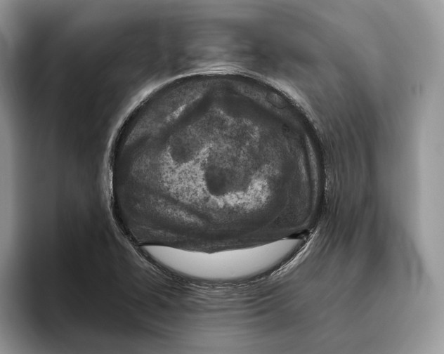 X0000095941414200802011032