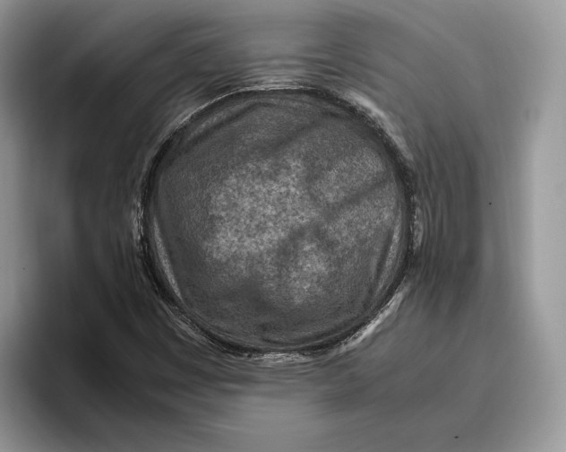 X0000095941449200802011032