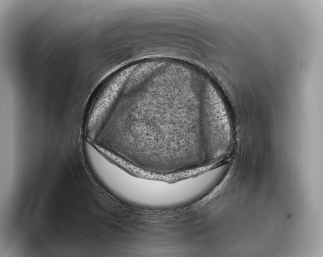 X0000095941505200802011031