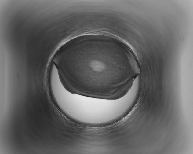 X0000095941506200802011031