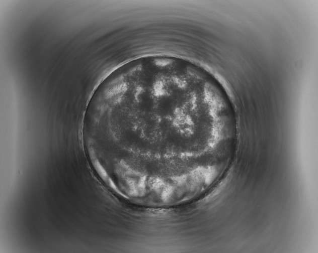 X0000095941529200802011031