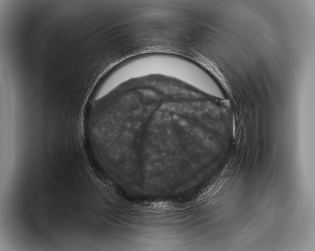 X0000095940204200802081244