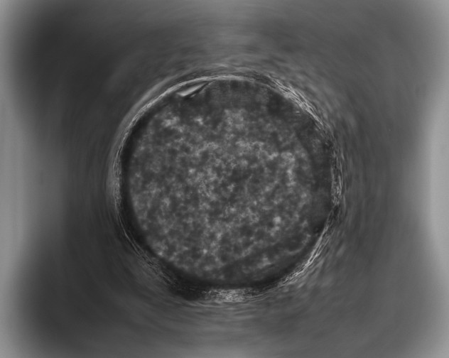 X0000095940295200802081243