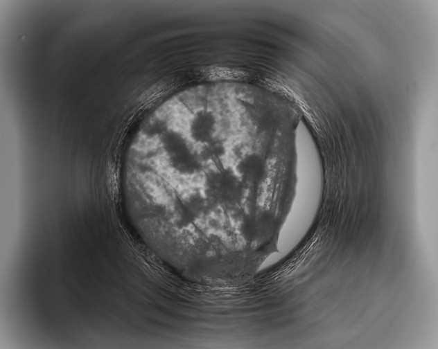 X0000095940357200802081242