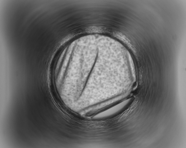 X0000095940439200802081240