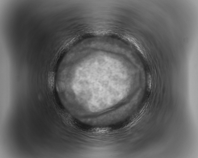 X0000095940495200802081240