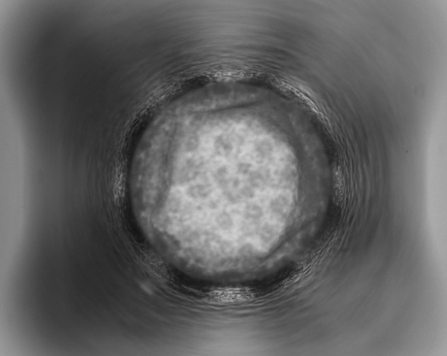 X0000095940499200802081240