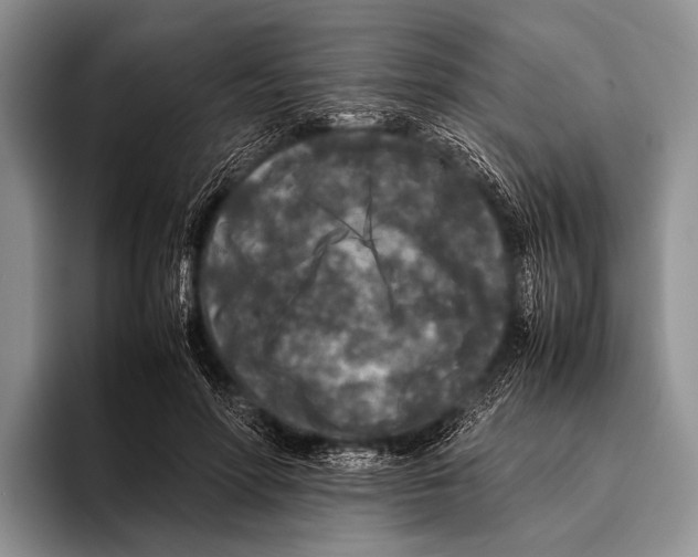 X0000095940598200802081239