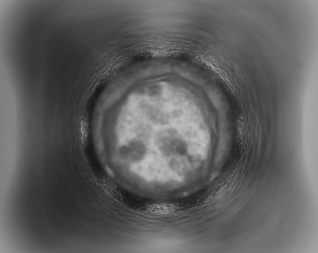 X0000095940691200802081237